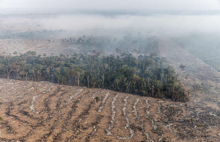 O Desmatamento na Amazônia: Desafios e Propostas de Solução