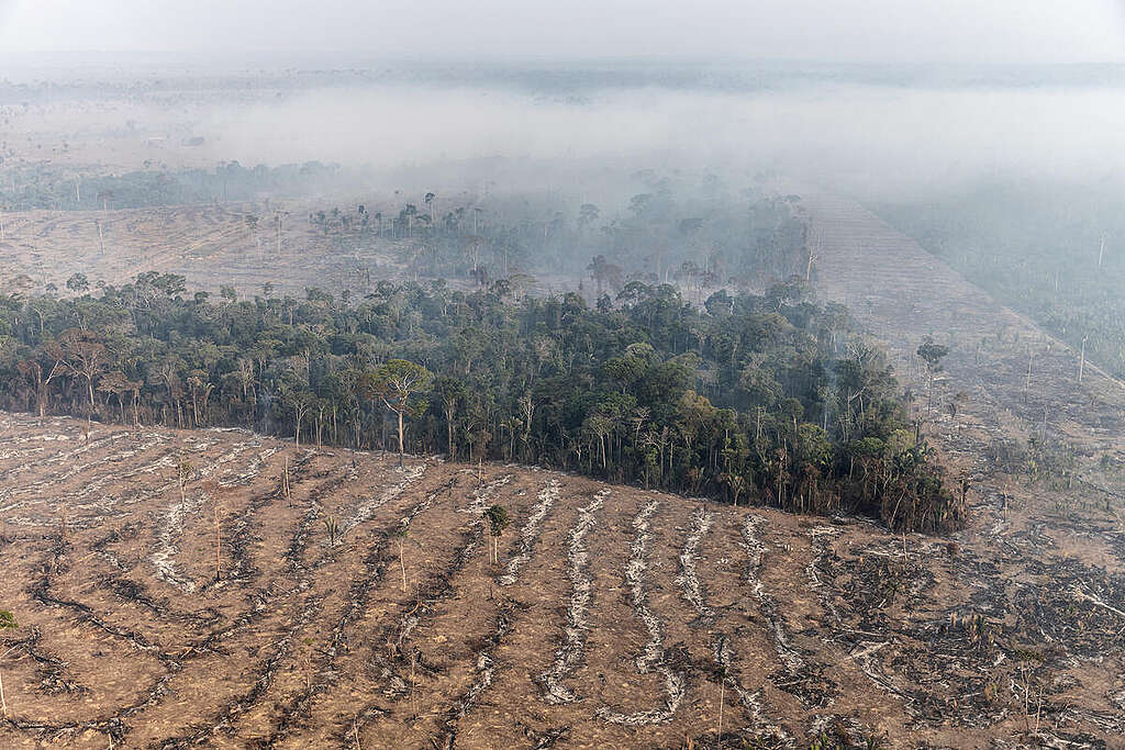O Desmatamento na Amazônia: Desafios e Propostas de Solução