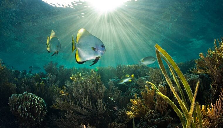 A Proteção dos Oceanos: Como o Brasil Pode Contribuir para a Conservação Marinha