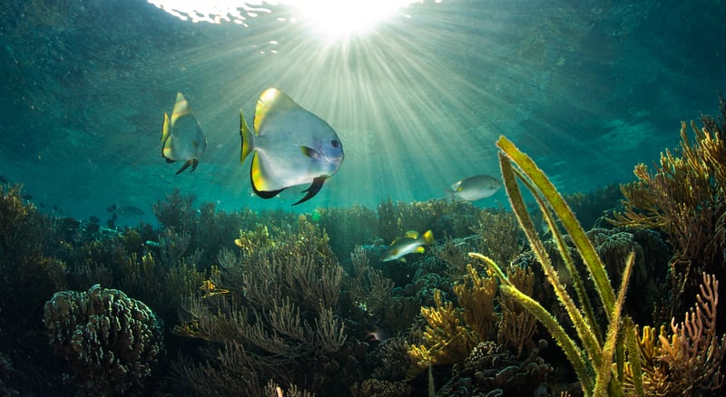 A Proteção dos Oceanos: Como o Brasil Pode Contribuir para a Conservação Marinha